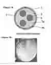 Fig. 02 - Encapsulation of microbubbles within the aqueous core of microcapsules