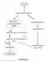 Fig. 06 - METHODS AND COMPOSITIONS FOR ALLEVIATING MYOPATHY