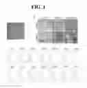 Fig. 02 - PHARMACEUTICAL COMPOSITION FOR PREVENTING OR TREATING IMMUNE DISEASE OR INFLAMMATORY DISEASE INCLUDING INFLAMMATORY STIMULATED MESENCHYMAL STEM CELL
