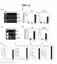 Fig. 07 - PHARMACEUTICAL COMPOSITION FOR PREVENTING OR TREATING IMMUNE DISEASE OR INFLAMMATORY DISEASE INCLUDING INFLAMMATORY STIMULATED MESENCHYMAL STEM CELL