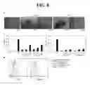 Fig. 09 - PHARMACEUTICAL COMPOSITION FOR PREVENTING OR TREATING IMMUNE DISEASE OR INFLAMMATORY DISEASE INCLUDING INFLAMMATORY STIMULATED MESENCHYMAL STEM CELL