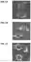 Fig. 02 - Use of collagen hydrolysate for improving endurance performance and for stimulating lipid catabolism