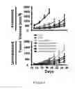 Fig. 07 - Antigen capturing nanoparticles for use in cancer immunotherapy