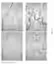 Fig. 07 - Extracellular matrix material