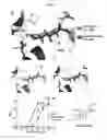 Fig. 05 - Structures and mechanism for the design of highly potent glucocorticoids