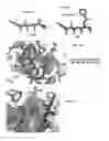 Fig. 06 - Structures and mechanism for the design of highly potent glucocorticoids