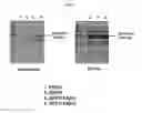 Fig. 12 - Structures and mechanism for the design of highly potent glucocorticoids