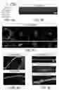 Fig. 07 - STEM CELL-DERIVED SCHWANN CELLS