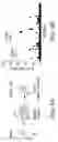 Fig. 09 - STEM CELL-DERIVED SCHWANN CELLS