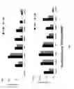 Fig. 08 - GENERATION OF CTL LINES WITH SPECIFICITY AGAINST MULTIPLE TUMOR ANTIGENS OR MULTIPLE VIRUSES