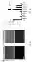 Fig. 41 - Methods, compositions, and kits for producing beige adipocytes and treating metabolic disorders