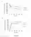 Fig. 09 - Genetically modified lactate-consuming yeasts and fermentation processes using such genetically modified yeasts