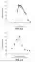 Fig. 10 - NOVEL METALLOPROTEASES