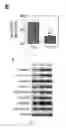 Fig. 04 - Compositions and methods for the treatment or prevention of heart failure