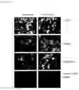 Fig. 06 - GLYCOCONJUGATES OF RNA INTERFERENCE AGENTS