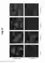 Fig. 45 - Photoreversible acylation reagents