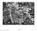 Fig. 02 - Host cell expression of 4-hydroxyphenylacetaldehyde synthase for production of salidroside, icariside D2, and precursors
