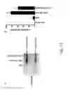 Fig. 16 - Non-integrating viral delivery system and methods related thereto