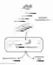 Fig. 01 - CRISPR enabled multiplexed genome engineering