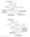 Fig. 01 - Methods and compositions for RNA-directed target DNA modification and for RNA-directed modulation of transcription
