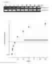Fig. 35 - Methods and compositions for RNA-directed target DNA modification and for RNA-directed modulation of transcription