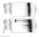 Fig. 48 - Methods and compositions for RNA-directed target DNA modification and for RNA-directed modulation of transcription