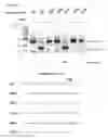 Fig. 50 - Methods and compositions for RNA-directed target DNA modification and for RNA-directed modulation of transcription