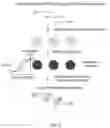 Fig. 07 - Methods of linearly amplifying whole genome of a single cell