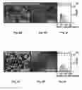Fig. 09 - Controlled growth of ultranarrow nanowires on functionalized 2D materials