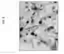 Fig. 09 - ELECTRODE SYSTEM FOR REDUCING CARBON DIOXIDE