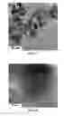 Fig. 11 - Method of making NiO nanoparticles for electrocatalytic water splitting