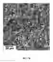 Fig. 14 - Method of making NiO nanoparticles for electrocatalytic water splitting