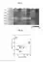 Fig. 09 - Method for analyzing protein-containing sample