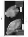 Fig. 02 - AMORPHOUS PROTEIN EXTRUDATES