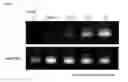 Fig. 02 - Natural killer cell containing exogenous mitochondrium and pharmaceutical composition comprising same