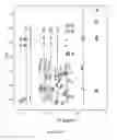 Fig. 08 - ENGINEERING THE PRODUCTION OF A CONFORMATIONAL VARIANT OF OCCIDIOFUNGIN THAT HAS ENHANCED INHIBITORY ACTIVITY AGAINST FUNGAL SPECIES