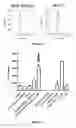 Fig. 08 - Re-directed immunotherapy