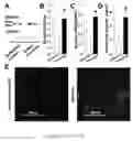 Fig. 02 - Musclin peptides and methods of use thereof