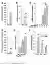 Fig. 06 - Musclin peptides and methods of use thereof