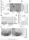 Fig. 07 - Musclin peptides and methods of use thereof