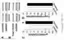 Fig. 08 - Musclin peptides and methods of use thereof