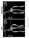 Fig. 09 - Musclin peptides and methods of use thereof