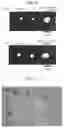 Fig. 06 - THERAPEUTIC AGENT FOR PERIODONTITIS AND COMPOSTION FOR TREATING PERIODONTITIS
