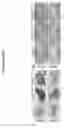 Fig. 06 - Methods and compositions for modulaton of transforming growth factor beta-regulated functions