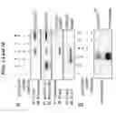 Fig. 08 - Methods and compositions for modulaton of transforming growth factor beta-regulated functions