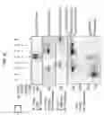 Fig. 09 - Methods and compositions for modulaton of transforming growth factor beta-regulated functions