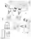 Fig. 22 - Methods and compositions for modulaton of transforming growth factor beta-regulated functions