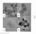Fig. 06 - Surface modified layered double hydroxide