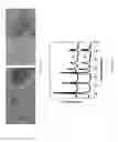 Fig. 53 - Surface modified layered double hydroxide