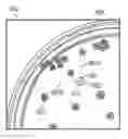 Fig. 01 - System and method for selecting colonies